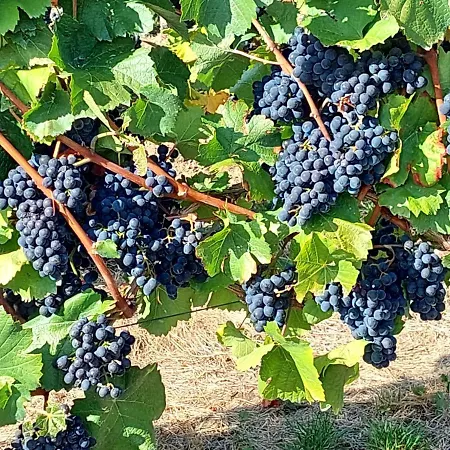 Gaestehaus Schmiedel *