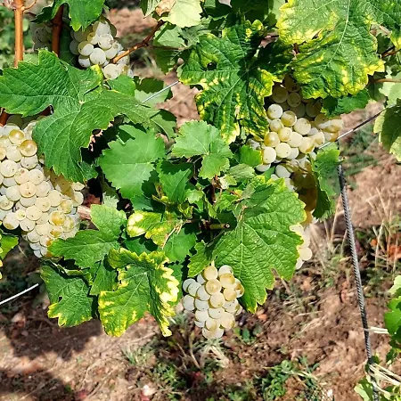 Gaestehaus Schmiedel