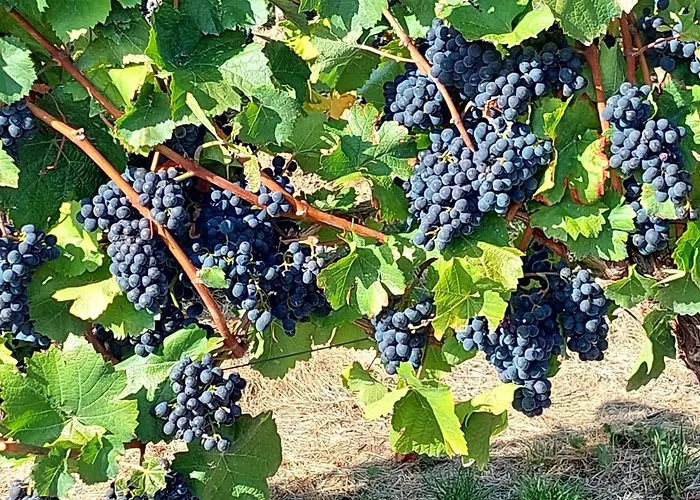 Gaestehaus Schmiedel *