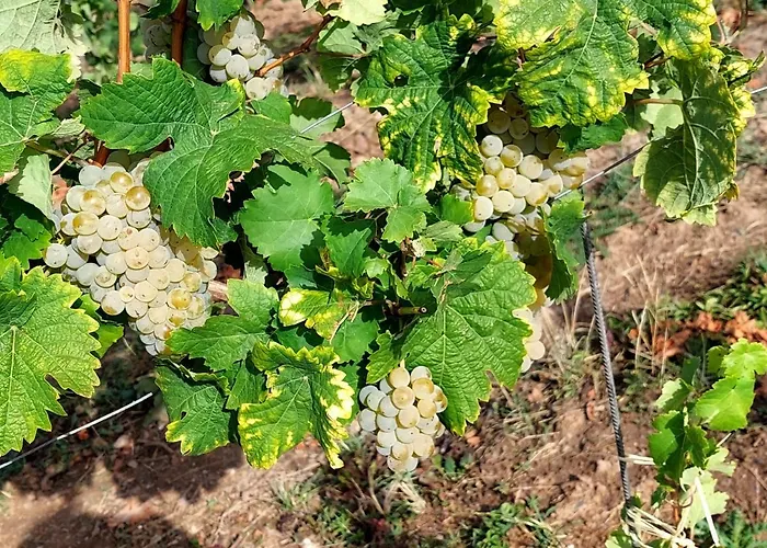 Gaestehaus Schmiedel